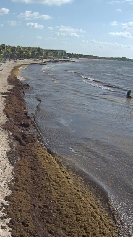 Algas en las playas de Riviera Maya (Sargazo) - Foro Riviera Maya y Caribe Mexicano