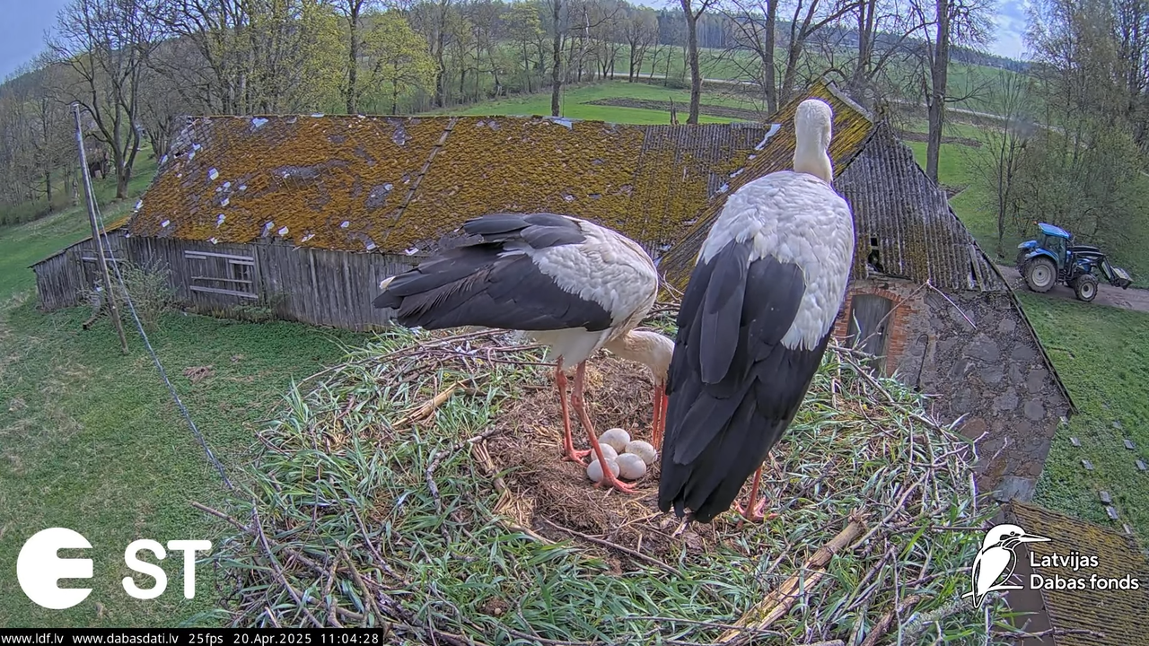 (42) Baltie stārķi (Ciconia ciconia) Tukuma novadā __ White storks in Tukums, Latvia - YouTube - 800
