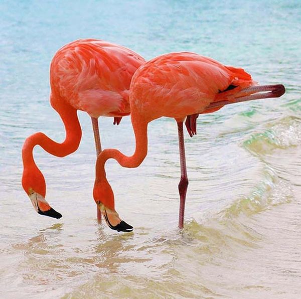 https://i.postimg.cc/Ghzpv1NQ/flamingopar.jpg