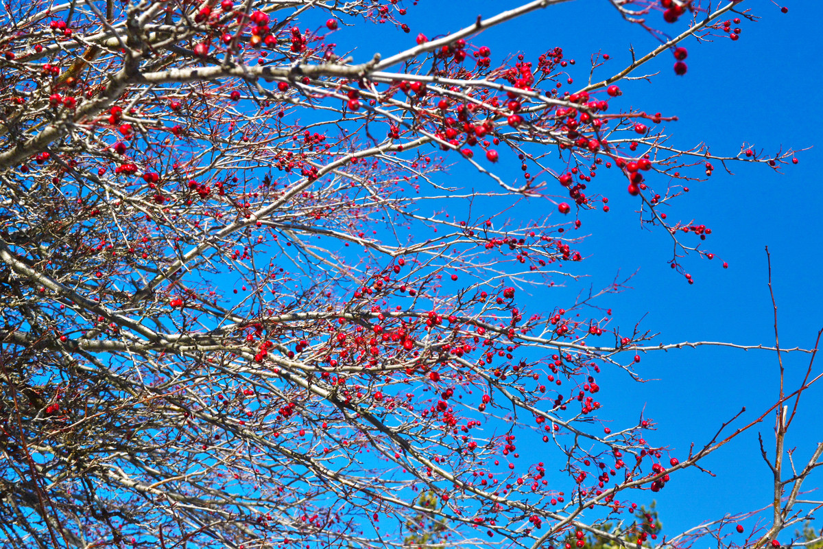 DSC_0423а