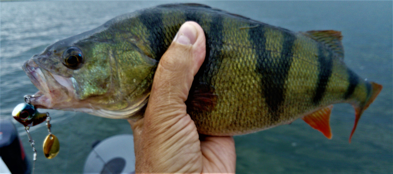 DSC_0971 — копия