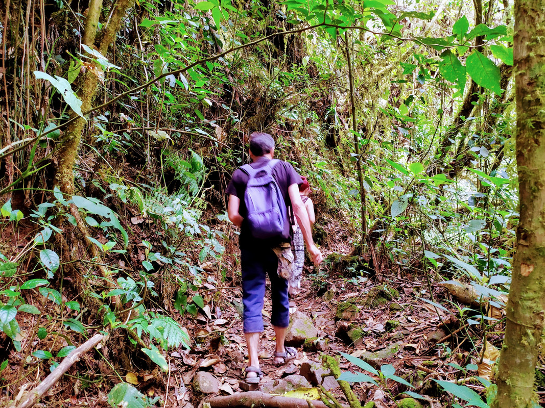 Colombia por libre en 18 días - Blogs de Colombia - Valle del Cócora y Salento (14)