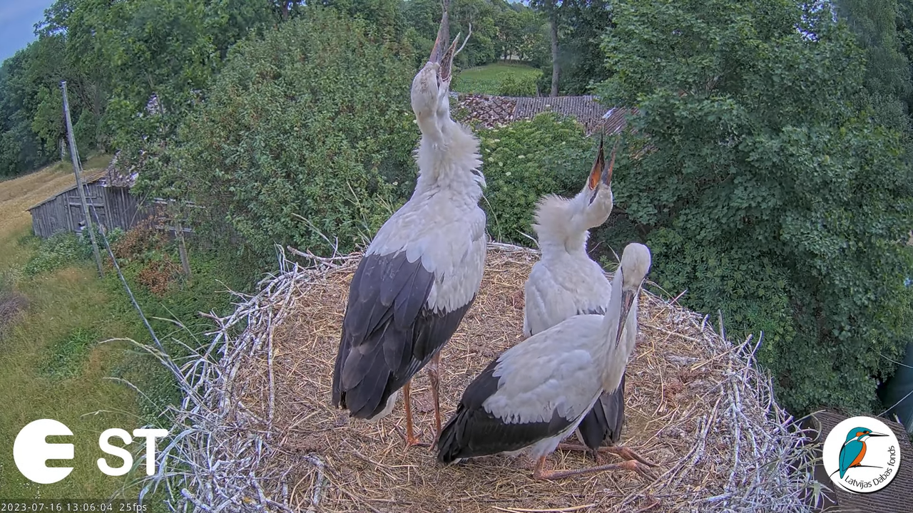 Baltie stārķi (Ciconia ciconia) Tukuma novadā - LDF tiešraide __ White storks in Tukums, Latvia 14-1