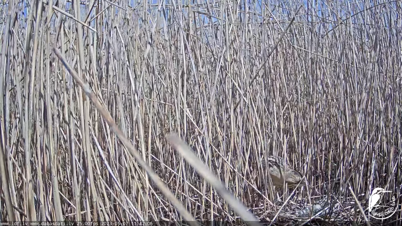 Lielais dumpis (Botaurus stellaris) Engurē - LDF tiešraide 7-1-26 screenshot