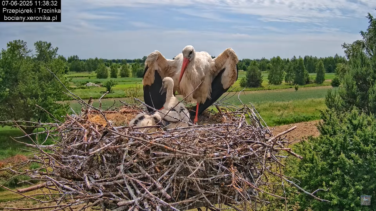 07062025bociany22