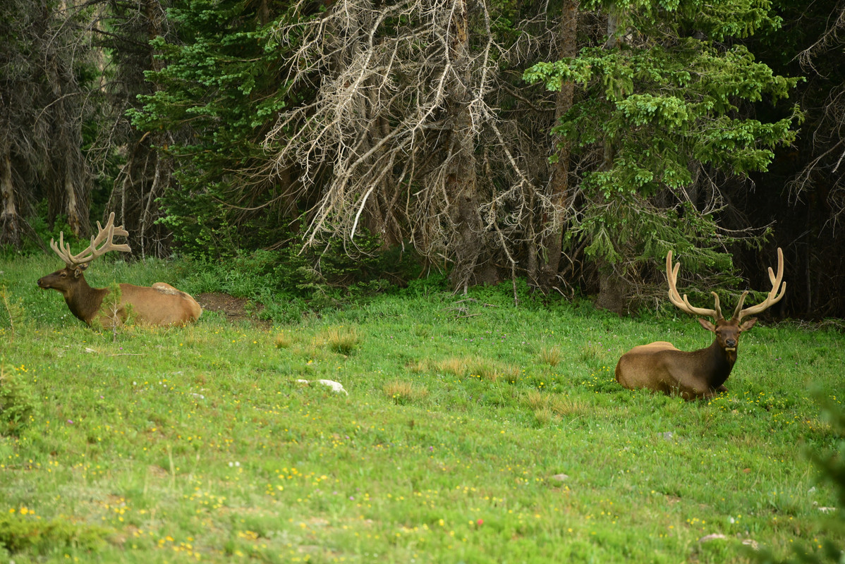 Parque Nacional de las Rockies - En ruta por Colorado (2022) (34)