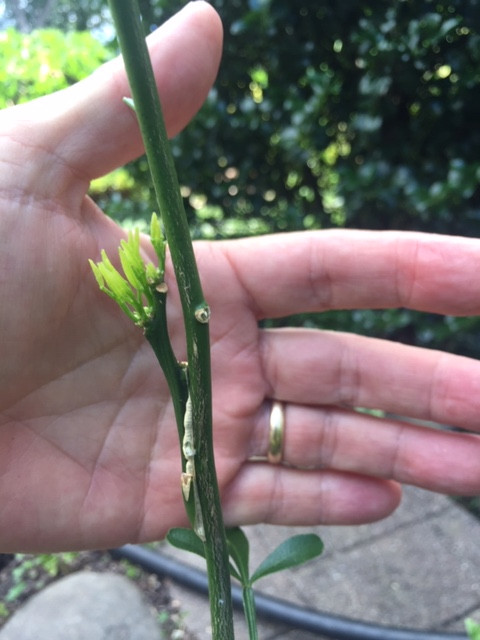 Panzerella orange on Tai=tri