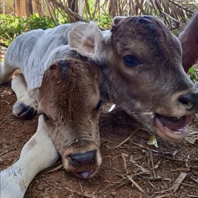 Becerra de dos cabezas causa terror en Brasil, ¿el fin del mundo ya llegó?: Fotos