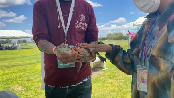 Rescatan a animales exóticos de un tianguis en Tecámac; Había tortugas y un caimán