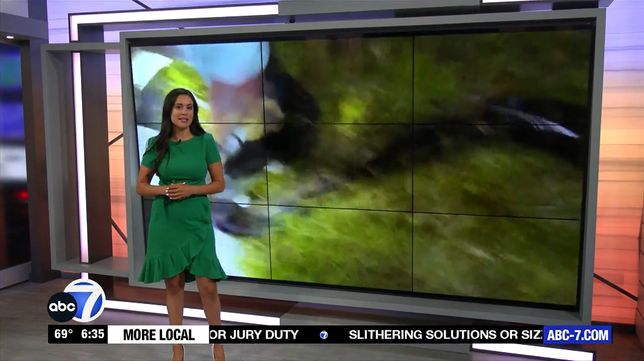 Abc7 More In The Morning Wkn 6Am Su 20240317 10001100-1.mp4_snapshot_32.02.557