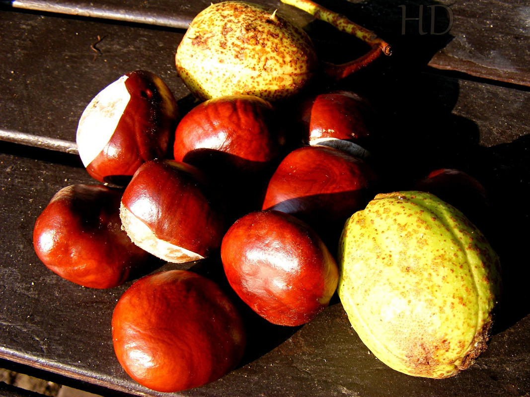 conkers-HD.jpg