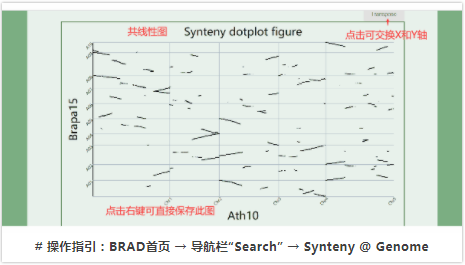 BRAD:十字花科植物基因组资源综合数据库-5.png