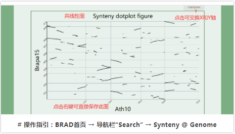 BRAD：十字花科植物基因组资源综合数据库-5.png