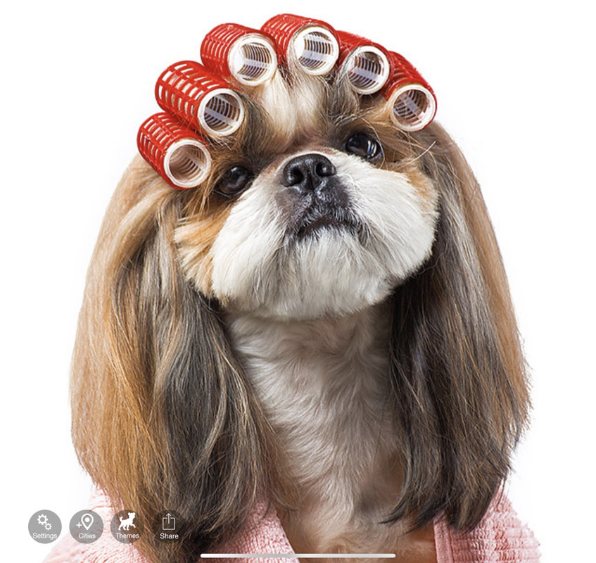 Dog-curlers