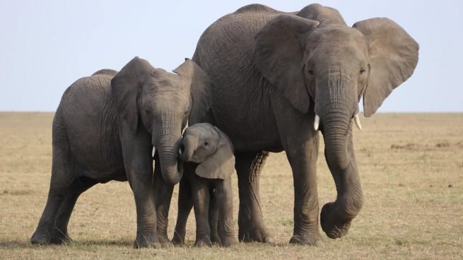 Las patas de elefantes ahora son vendidas como bancos
