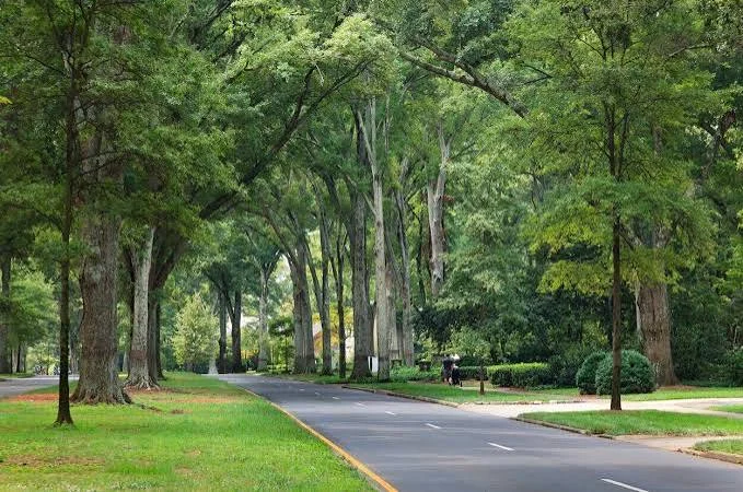 Winding tree-lined neighborhood road in autumn with golden foliage