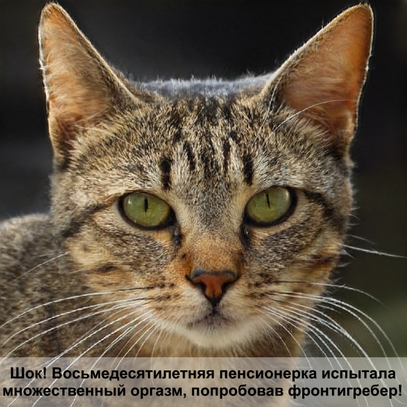 кот британская шиншилла