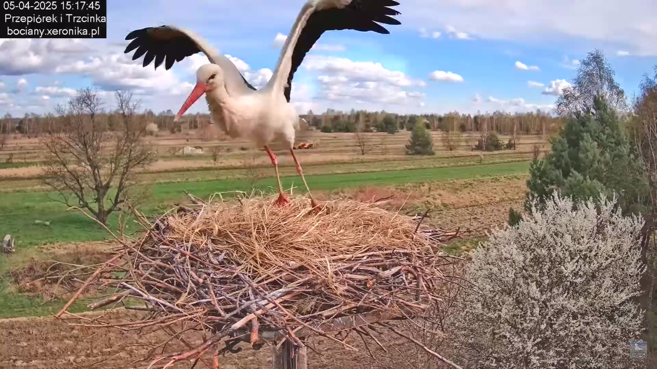 05042025paresekundwgniezdzie_22