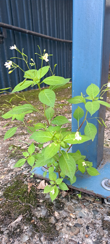 [Image: 20230813-194811.jpg]