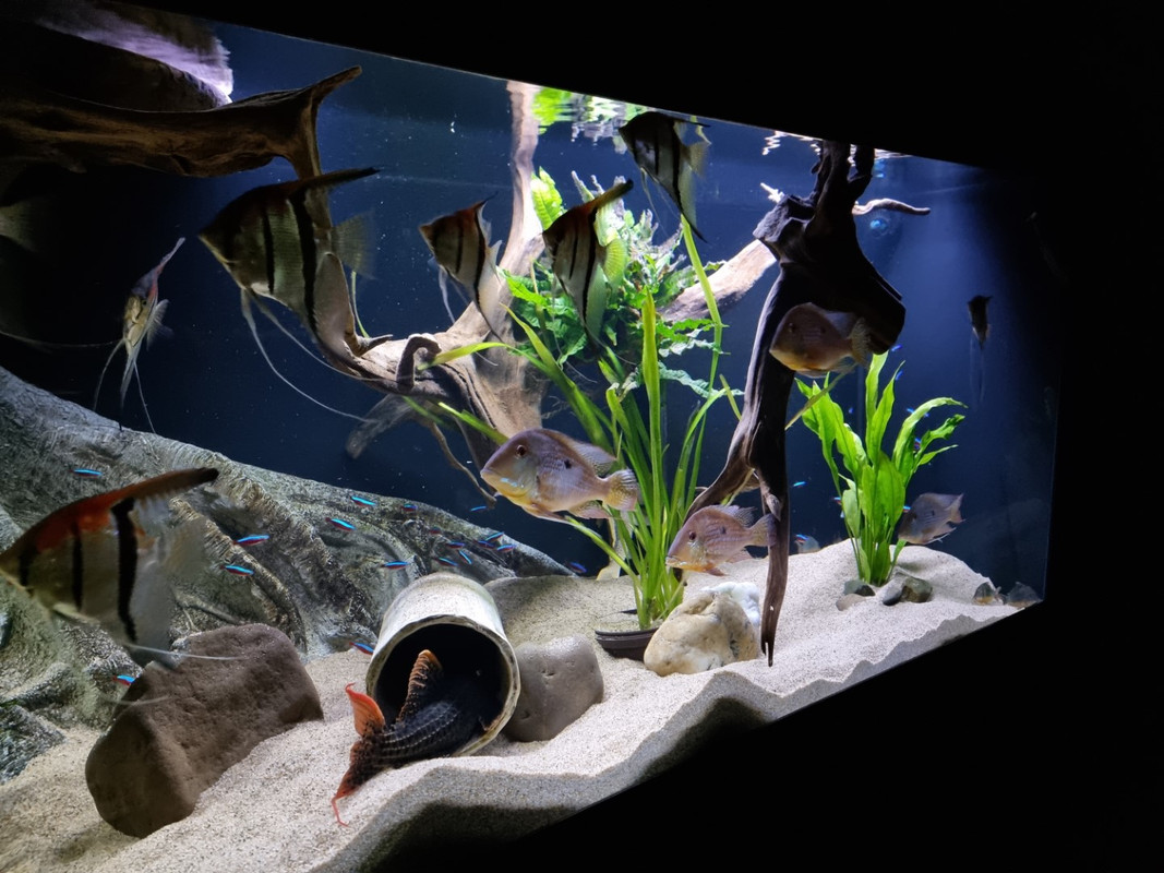 20221106_201958 (Groot)