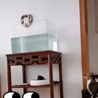 Funniest-Cats-Don-t-try-to-hold-back-Laughter-Funny-Cats-Life.gif