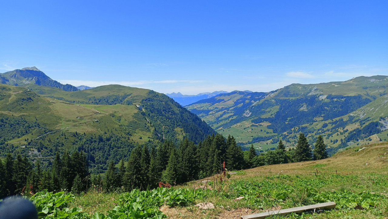 IMG20250718130256 (Large)