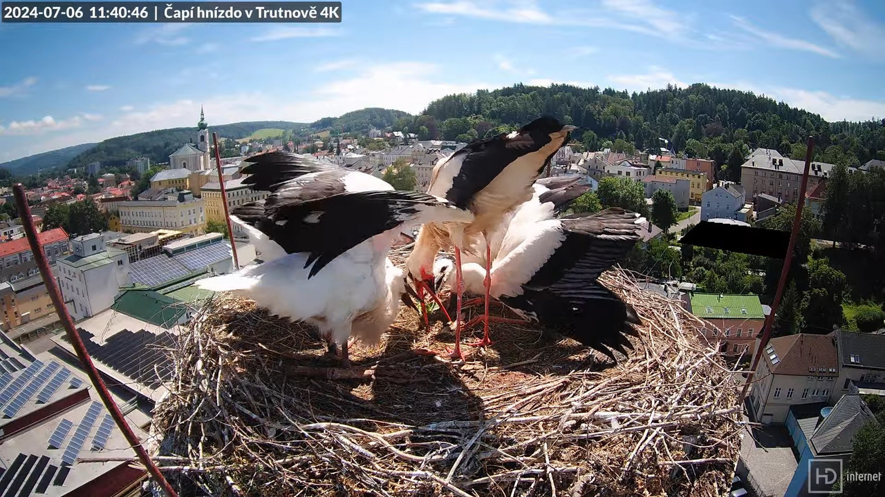 Tiešraidē no stārķa ligzdas uz alus darītavas skursteņa Trutnovā 13-8-36 screenshot