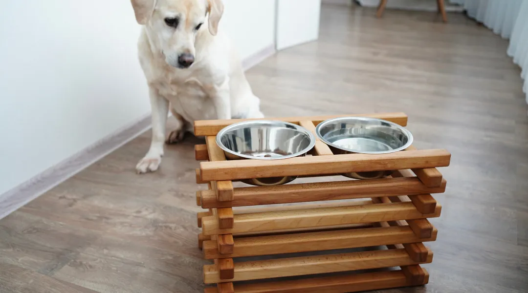 Un perro sentado en el suelo junto a un soporte de madera.