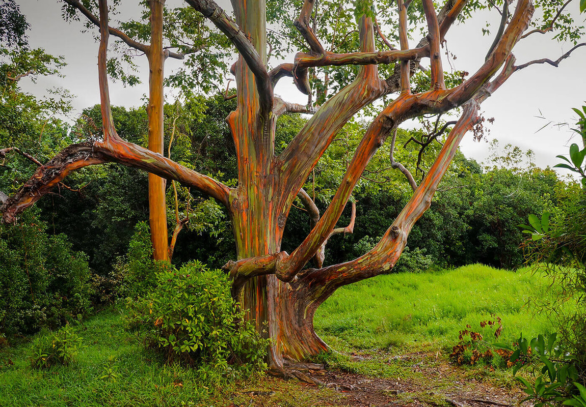 Rainbow-Eucalyptus-Trees-Hawaii-2