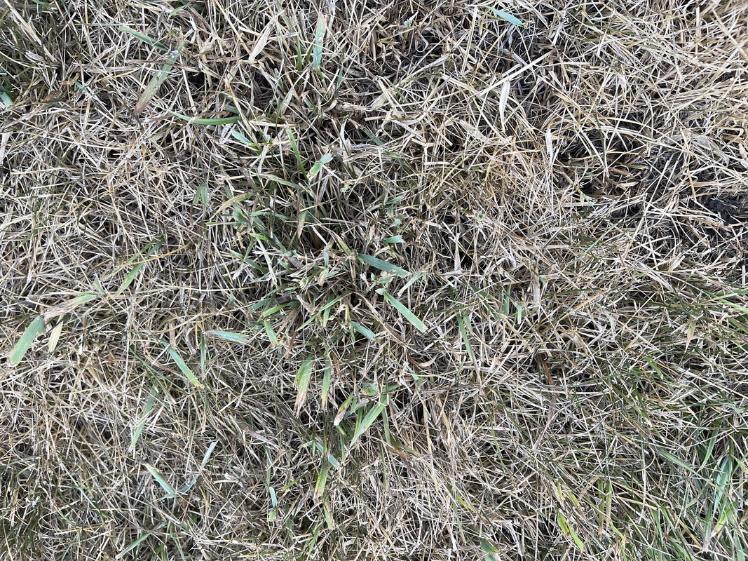 I have bent grass that is taking over my lawn. What should I use and