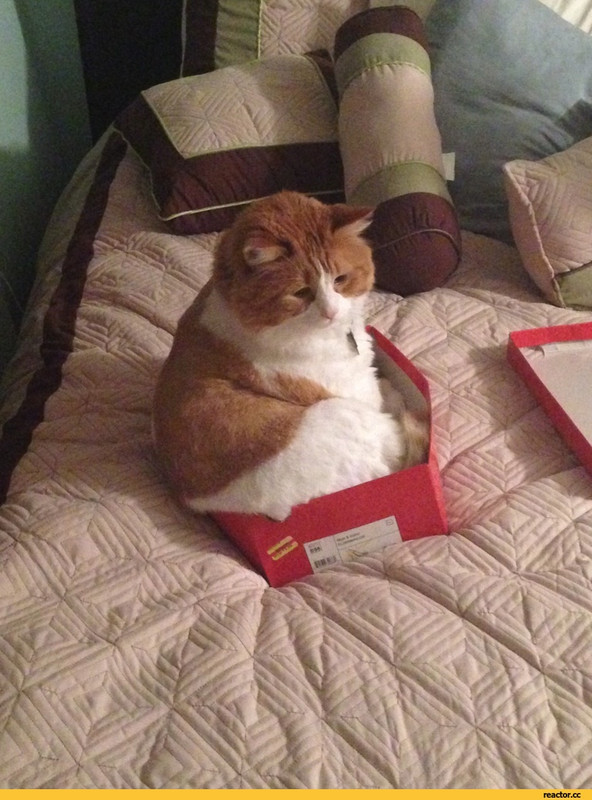 котейка-живность-кость-широкая-коробка-1407351