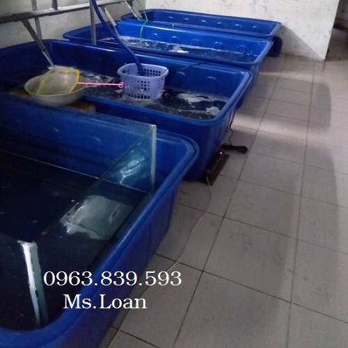 Thùng chữ nhật 1100L màu xanh, thùng nhựa 1100L nuôi cá, thùng nhựa làm bể bơi/ 0963.839.593 Ms.Loan Thung-nhua-nuoi-hai-san-thung-nuoi-ca