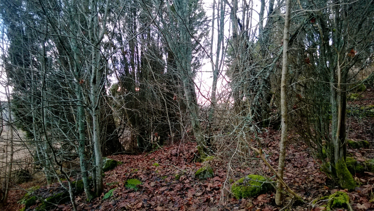 WP_20151208_001