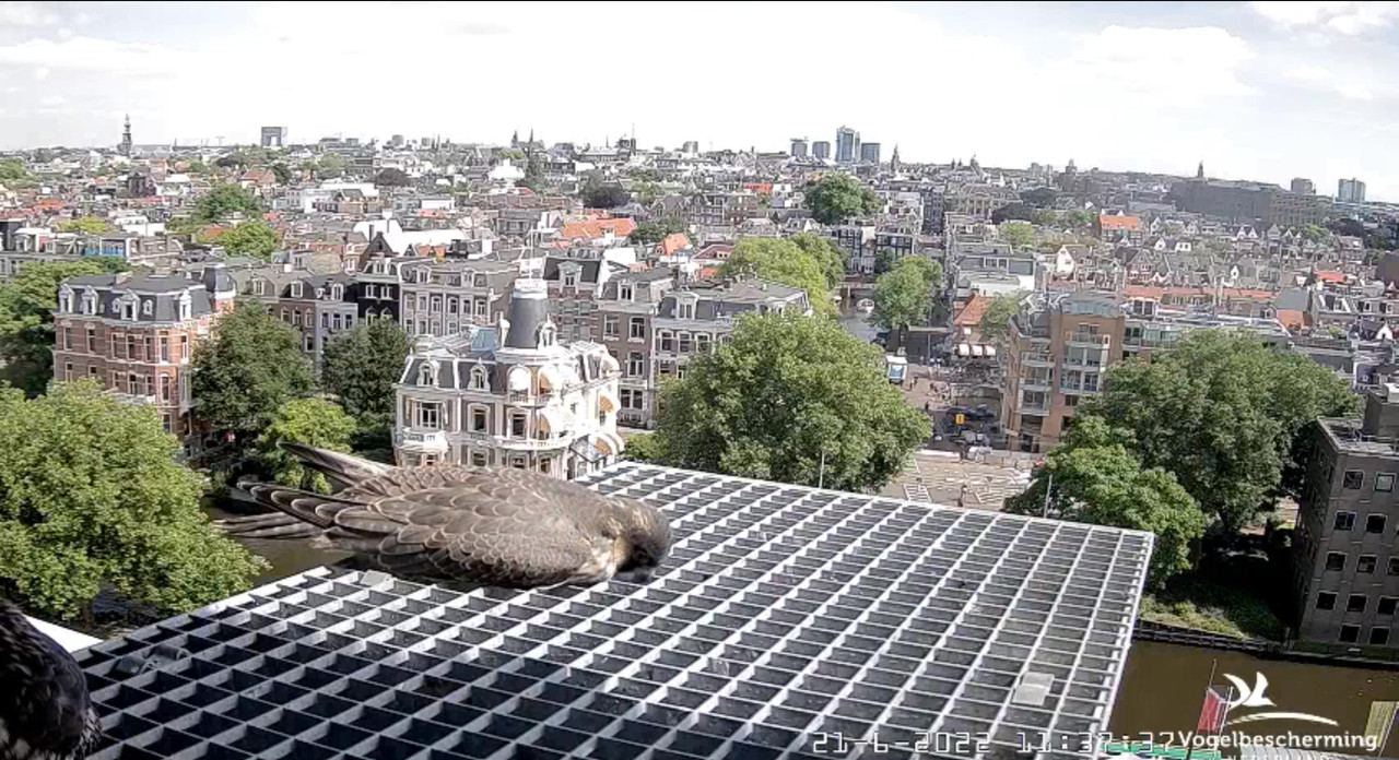 Amsterdam/Rijksmuseum screenshots © Beleef de Lente/Vogelbescherming Nederland - Pagina 30 Video-2022-06-21-113930-Moment-3
