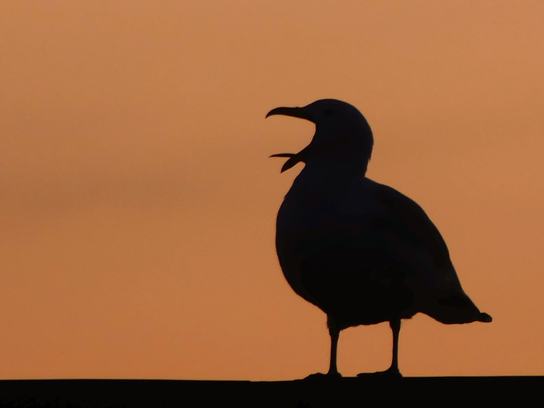 SUNSET GULL 1-1B