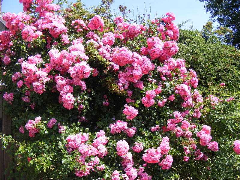 rhododendrons.jpg