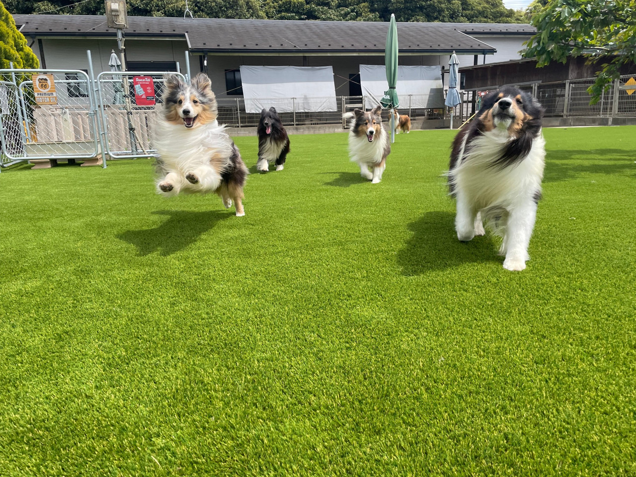 シェルティの写真