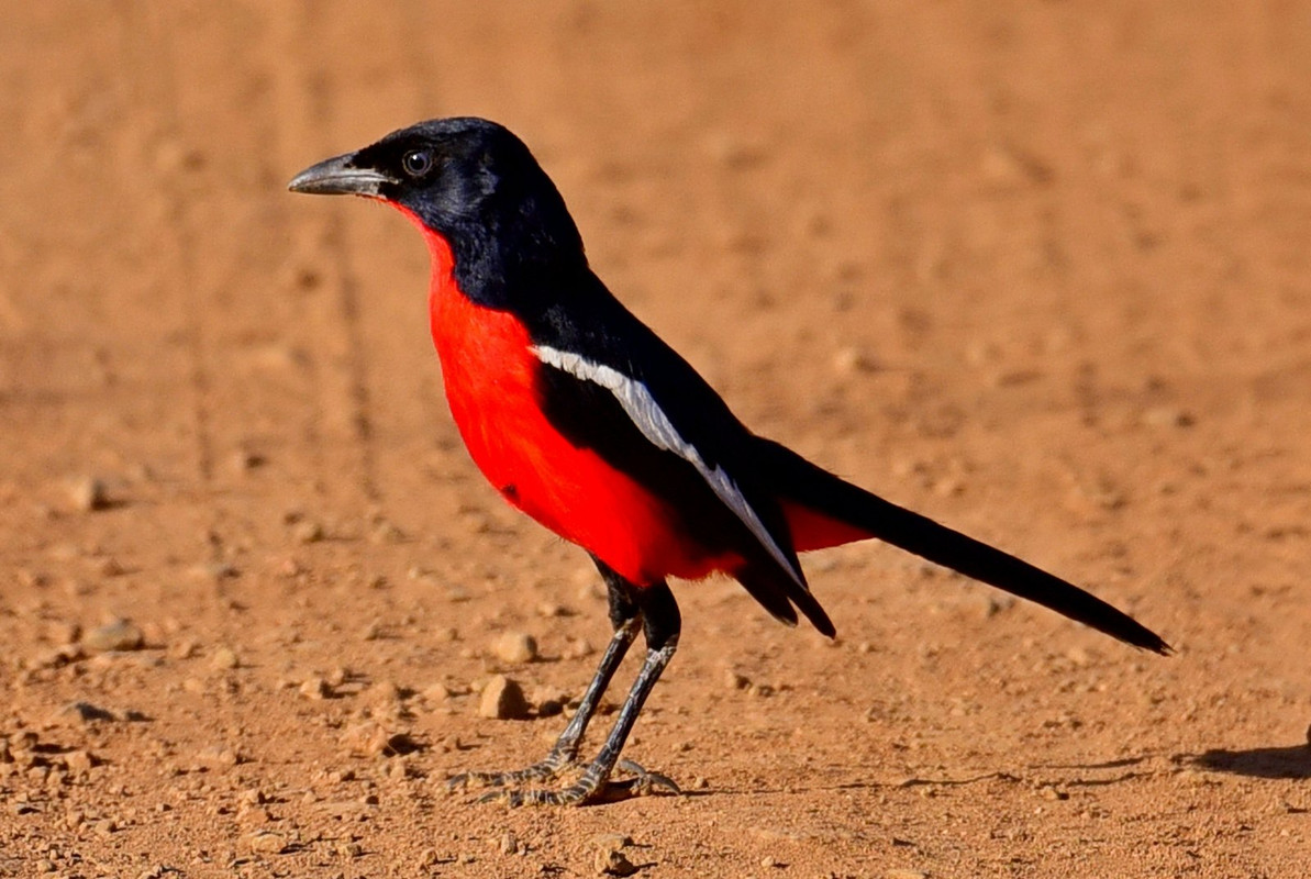 redbreasted-shrike-dis.jpg