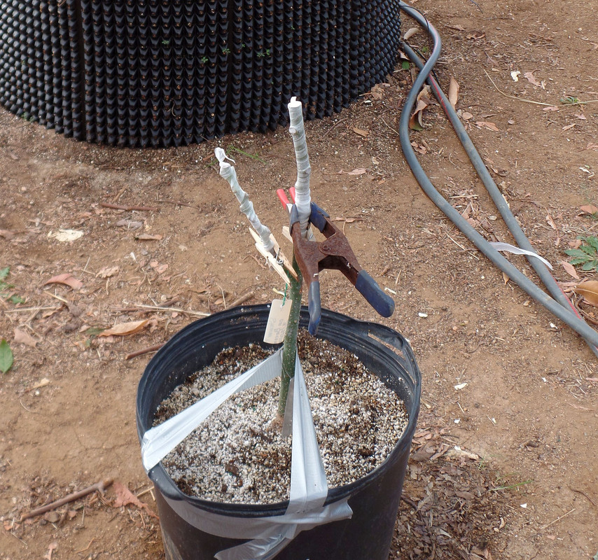 BaconGraftedWStewart