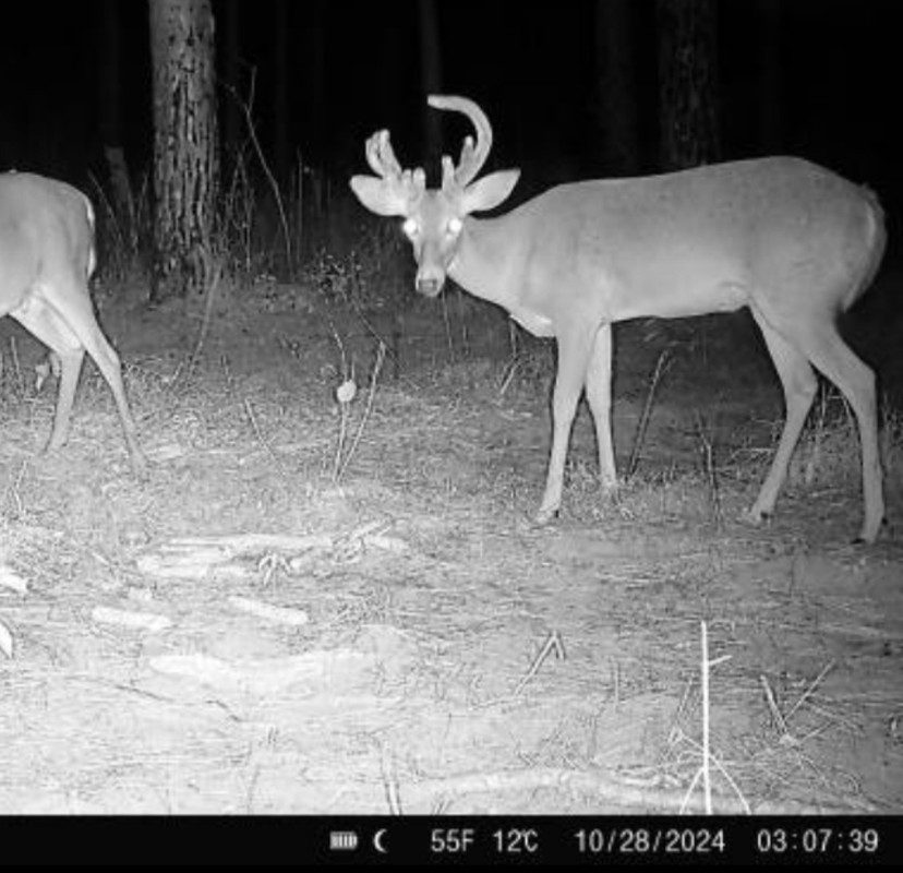 Screenshot_20241028_030842_Reveal