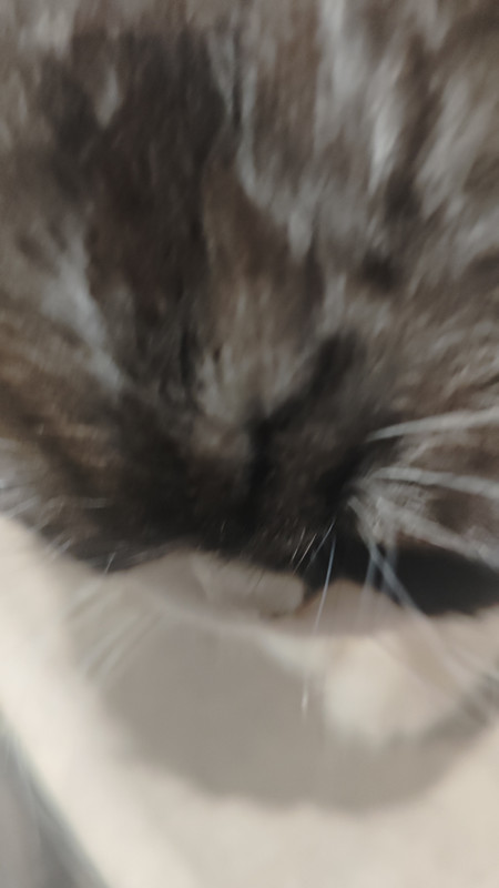 IMG 20260324 074149