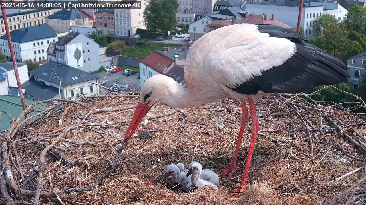Tiešraide no stārķa ligzdas uz alus darītavas skursteņa Trutnovā 13-55-56 screenshot