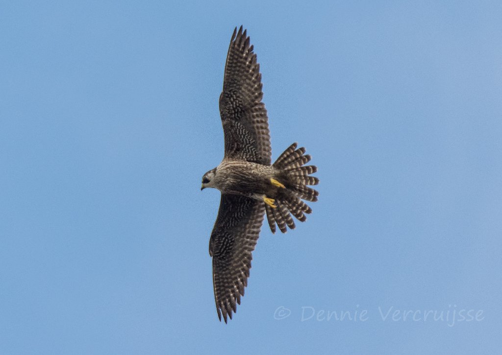 Foto's van Dennie. 2020 - Pagina 3 Sv0204d