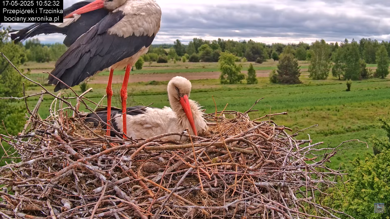 17052025bociany20