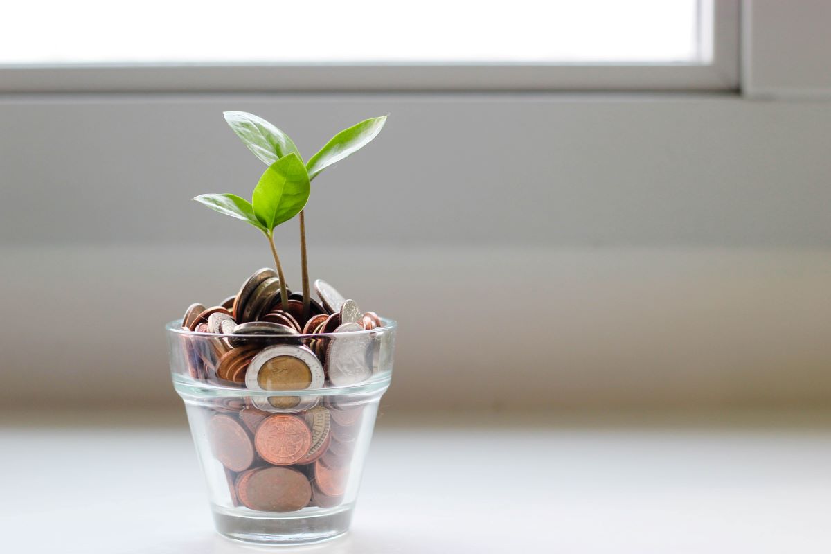 money tree