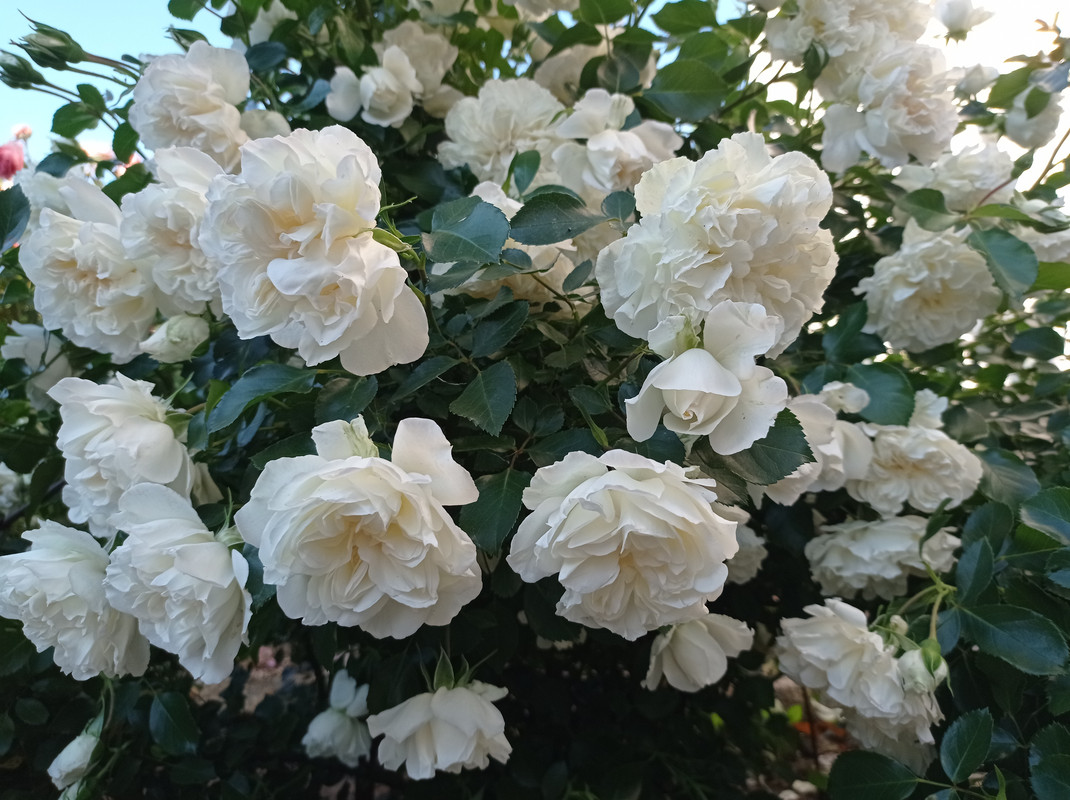 Blanc Meidiland (2)