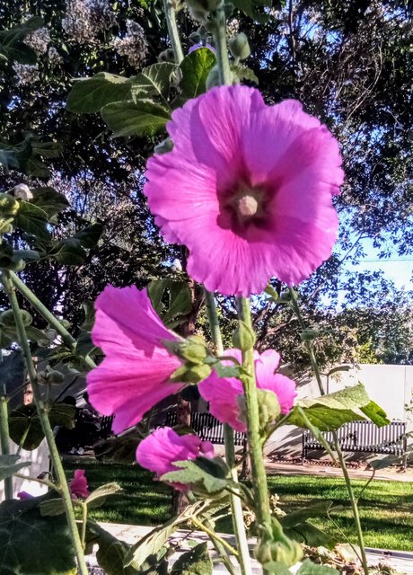 [Image: IMG-20240704-174030-3.jpg]