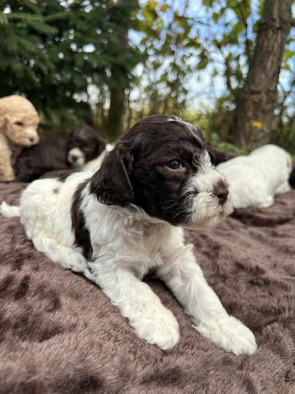 Lagotto Romagnolo female puppy for sale – Ideal Dale Etna – 27 days old – photo 4