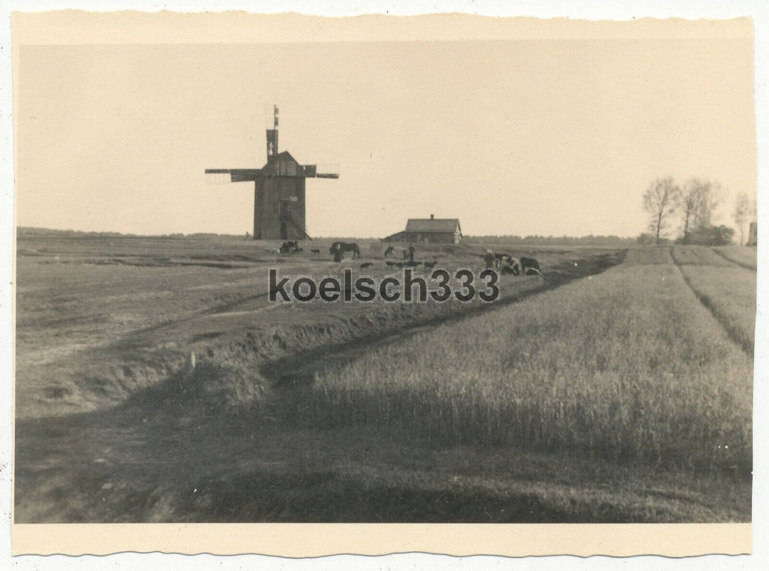Foto Bauern und Kühe vor einer Windmühle im Osten 1941