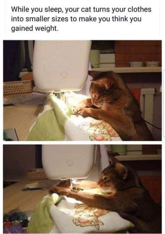 Cat Humor #7